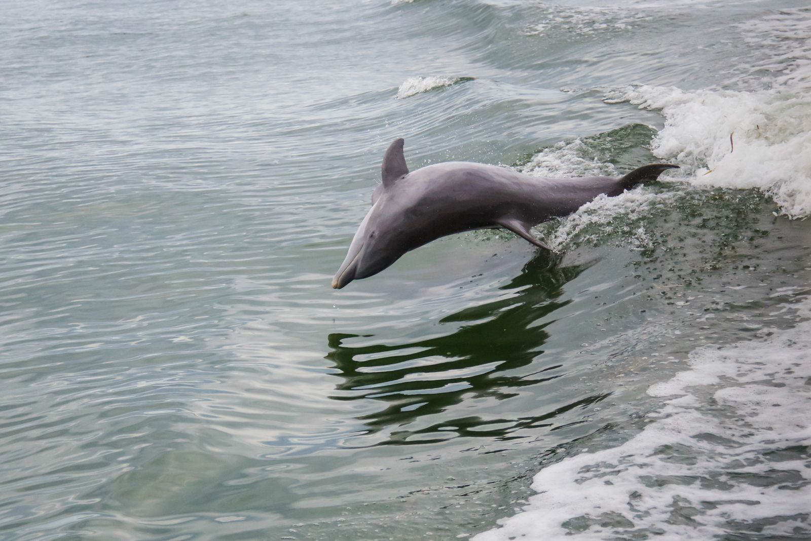 All Things Osa & Drake Bay, Costa Rica
