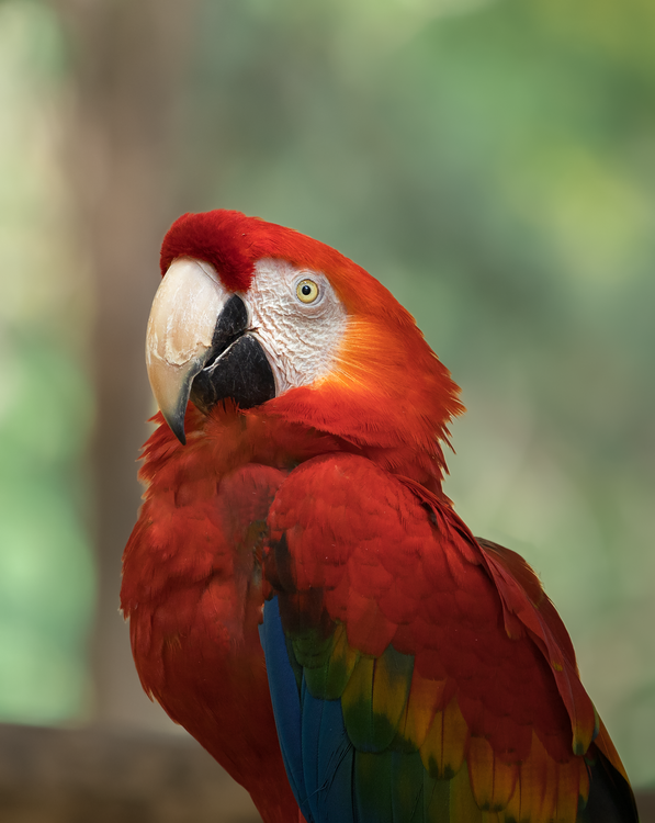 7 days: the wild Osa expedition, Costa Rica