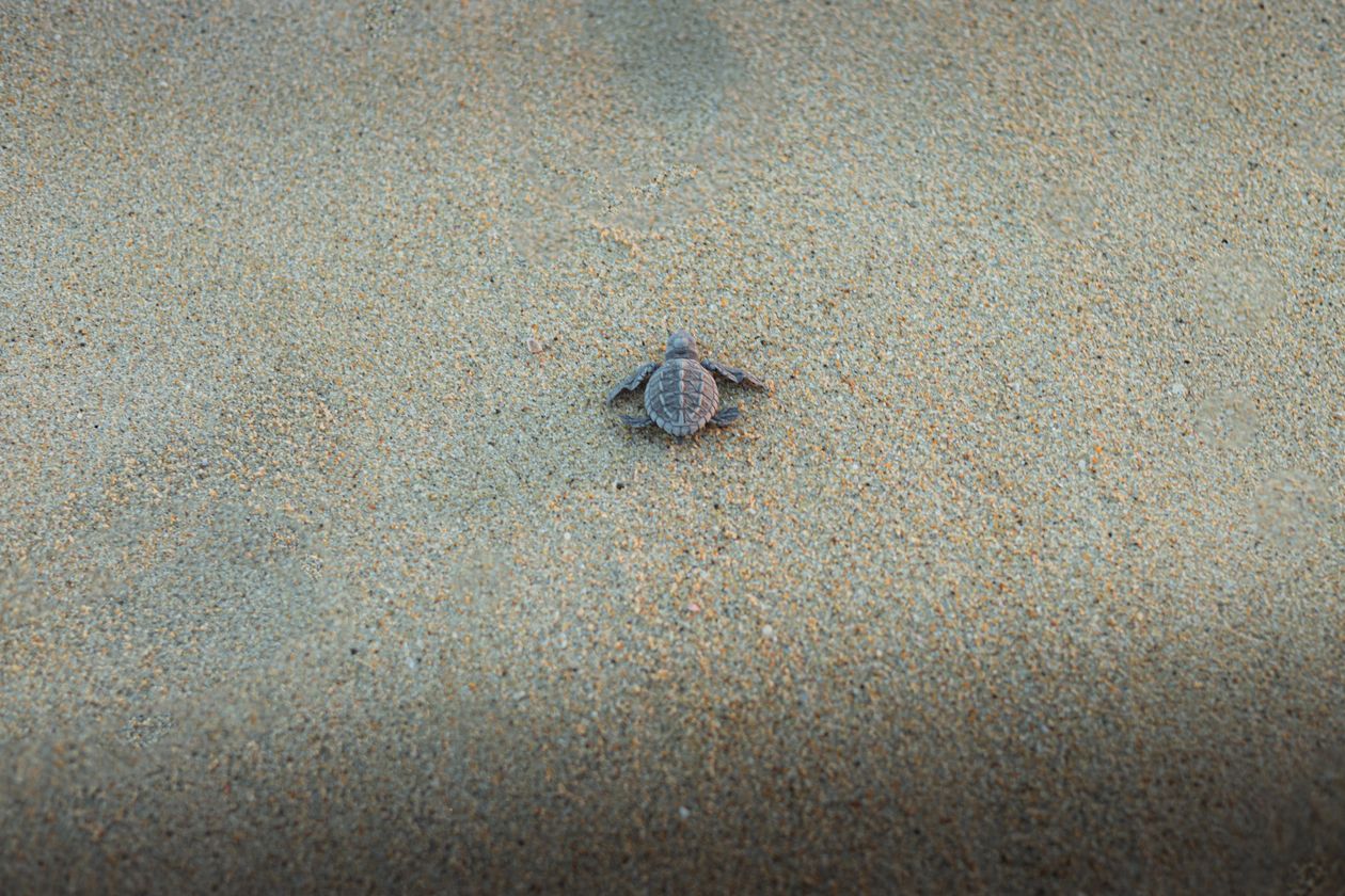 All Things Tortuguero, Costa Rica
