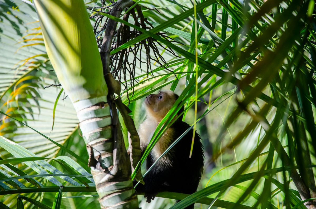 White-faced capuchin monkey in the rainforest canopy, Manuel Antonio, Costa Rica