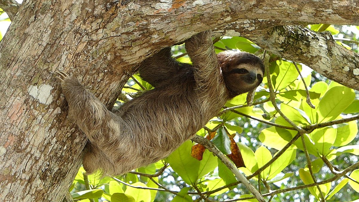 Three-toed sloth in the trees near Bajos del Toro, Alajuela, Costa Rica