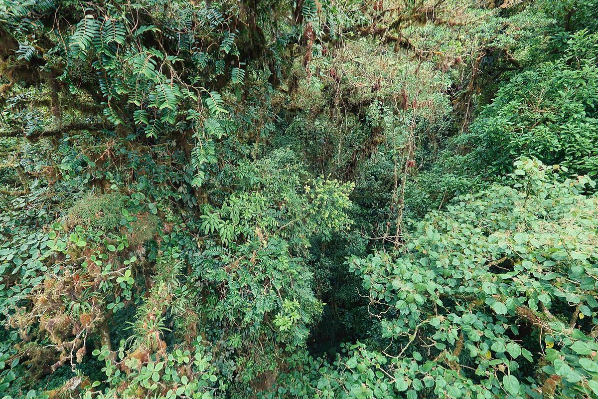 All Things Monteverde, Costa Rica